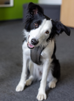 Bella Bella