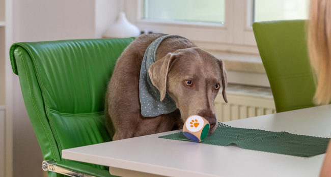 Tiergestützte Therapie Tiergestützte Therapie